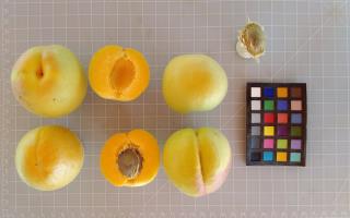 Click for 4 image(s) for this accession. FRUIT